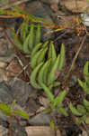 Largeflower fameflower